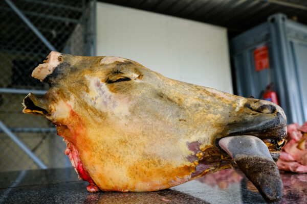 Cow Head (1kg)
