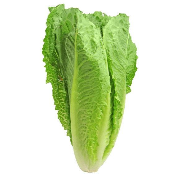 Lettuce