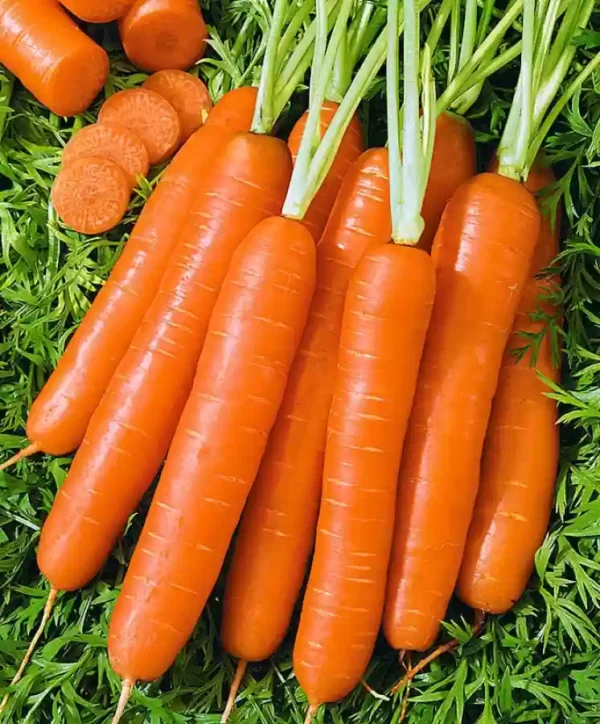 Fresh and Crunchy Carrots – Perfect for  Meals and Snacks