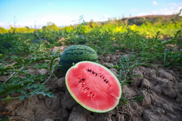 Fresh Watermelon – Sweet, Juicy, and Refreshing for Nigerian Delights