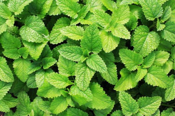 Fresh Mint – Aromatic and Flavorful for Nigerian Dishes and Beverages