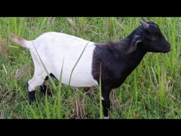 Native Goat Quarter Share – Fresh, Tender, and Flavorful Meat for Authentic Nigerian Dishes
