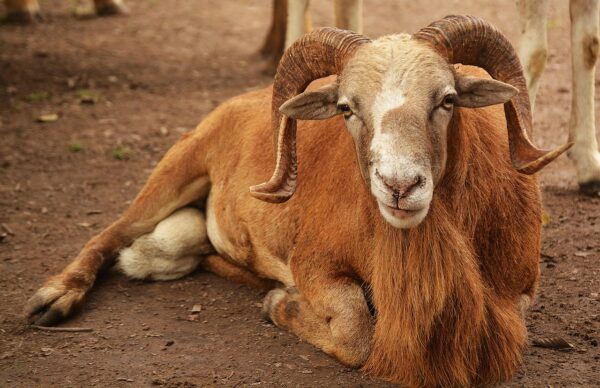 Fresh Ram Meat (Quarter Share) – Premium Quality for Tasty Meals
