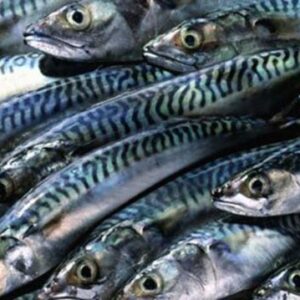 Fresh Scumbia Fish (20kg) – Premium Quality for Tasty Nigerian Dishes