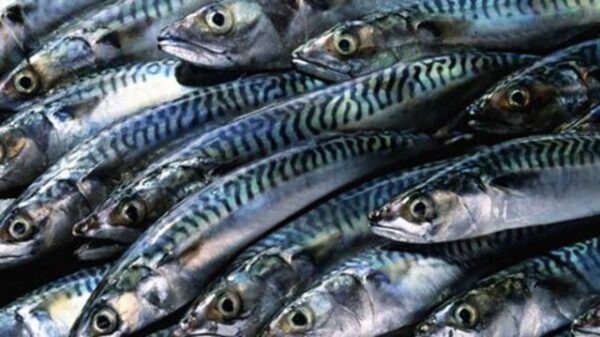 Fresh Scumbia Fish (20kg) – Premium Quality for Tasty Nigerian Dishes