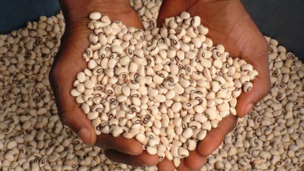 Cleaned White Beans (3.3kg) – Nutritious & Versatile for Your Meals