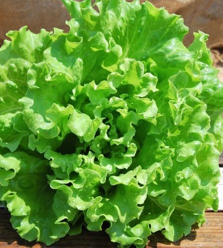 Lettuce
