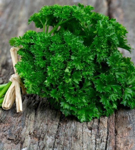 curly-parsley