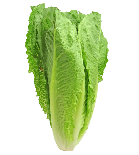 lettuce-2468495_1280